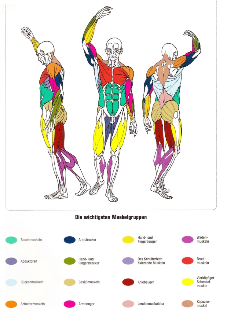 Muscle Guide Image