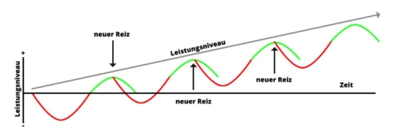 Quelle: www.fitbook.de Superkompensation grafisch dargestellt